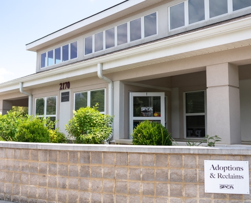 spca harrisonburg