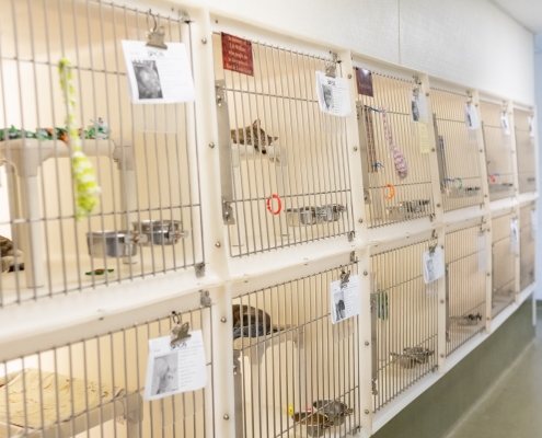 rhspca is full