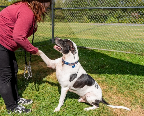 spca rockingham