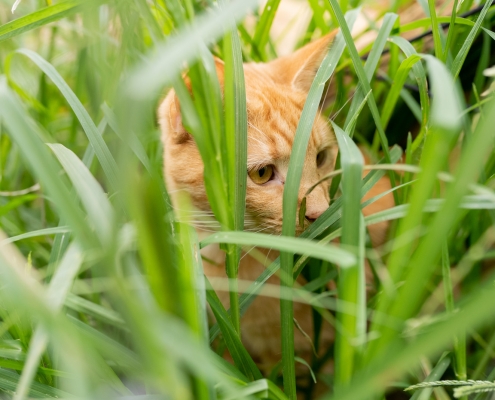 barn cats rockingham county