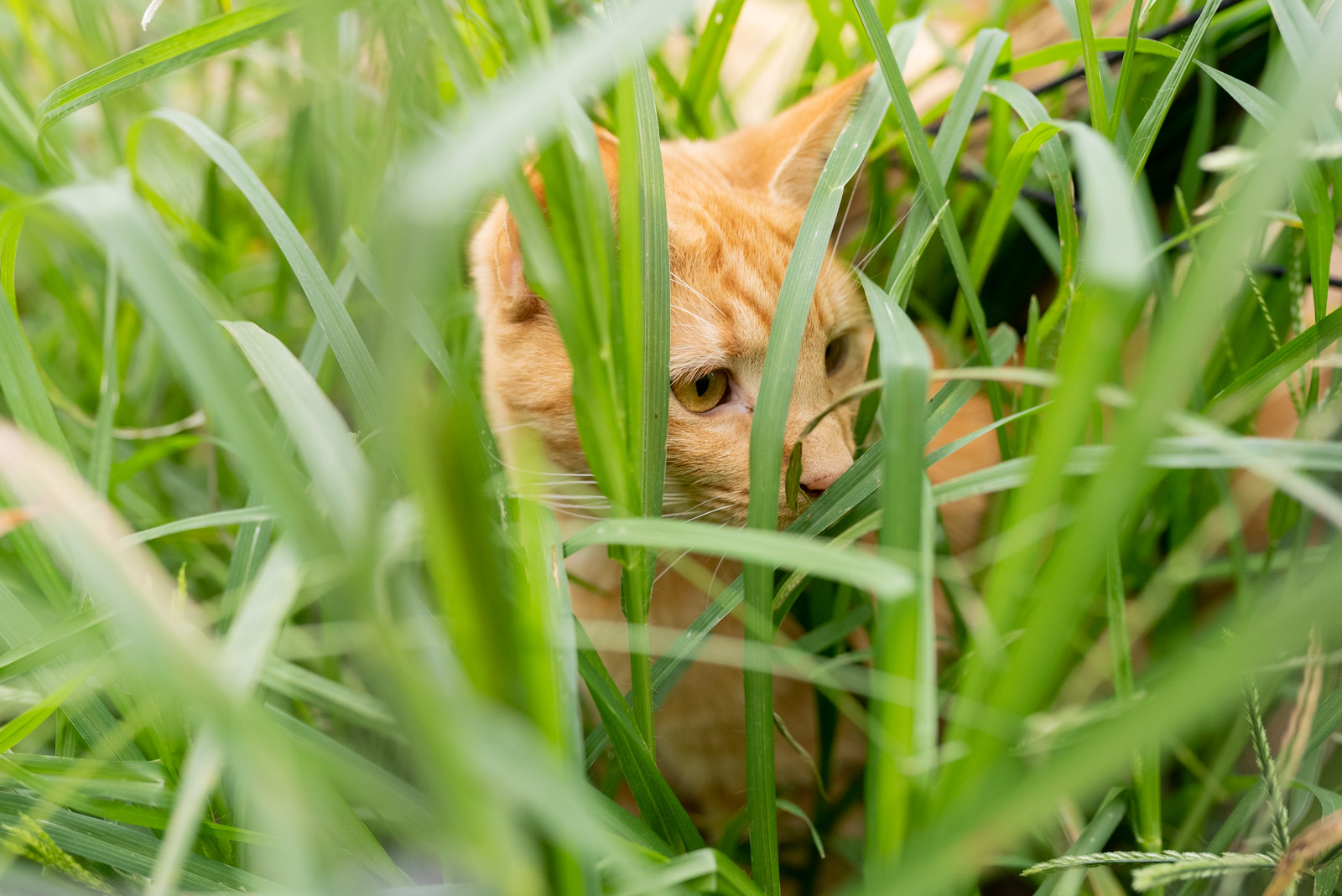 barn cats rockingham county