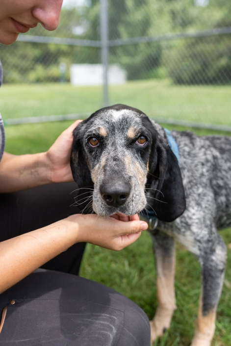 giving tuesday spca