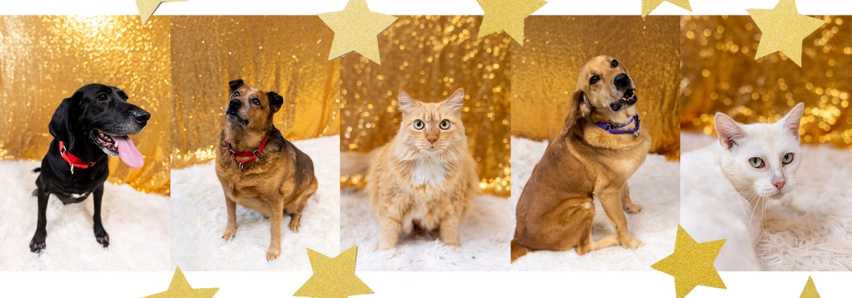 rhspca november