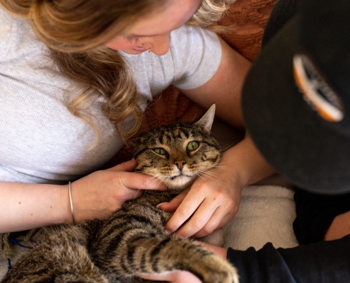 foster a cat Harrisonburg